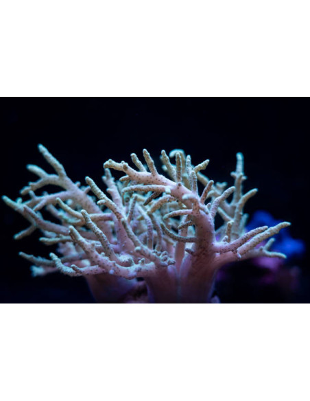SINULARIA ASTEROLOBATA GREEN