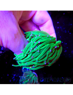 copia de copia de copia de copia de copia de copia de copia de EUPHYLLIA GLABRESCENS BLUEBERRY