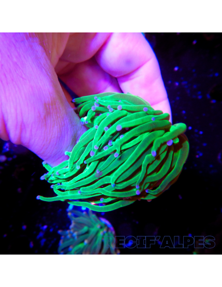 copia de copia de copia de copia de copia de copia de copia de EUPHYLLIA GLABRESCENS BLUEBERRY