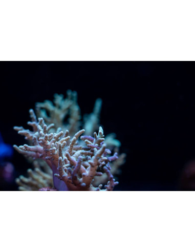 SINULARIA ASTEROLOBATA GREEN