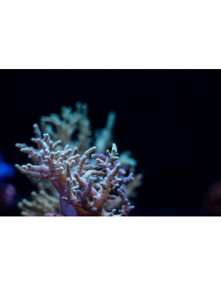 SINULARIA ASTEROLOBATA GREEN