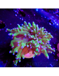 copia de euphyllia paradivisa