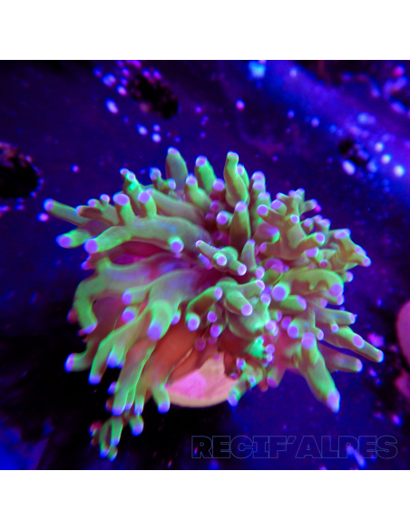 copia de euphyllia paradivisa