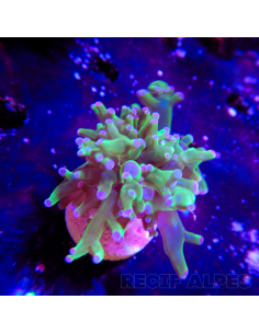 copia de copia de euphyllia paradivisa