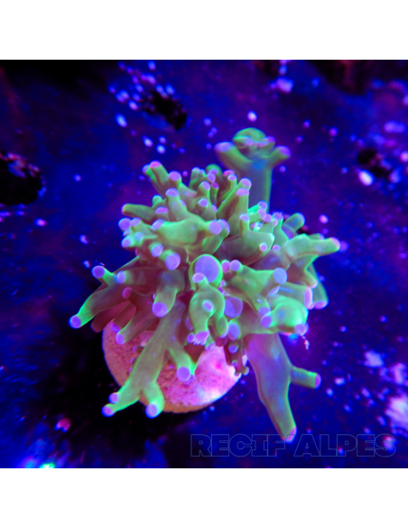 copia de copia de euphyllia paradivisa