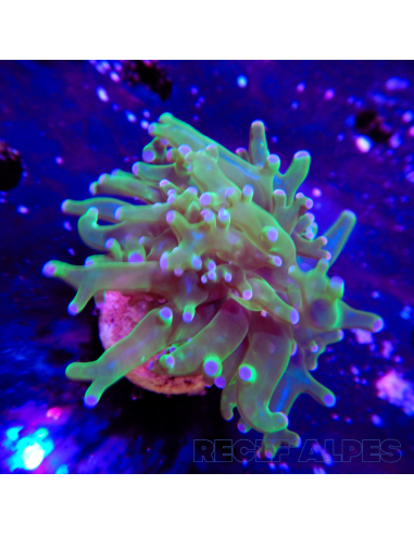 copia de copia de copia de euphyllia paradivisa