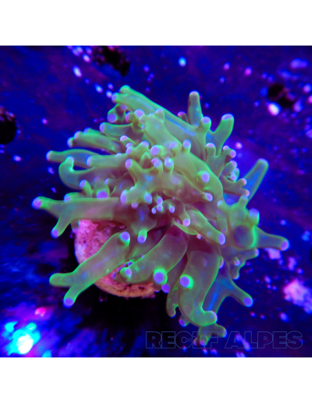 copia de copia de copia de euphyllia paradivisa