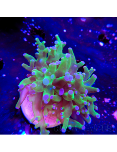 copia de copia de copia de copia de euphyllia paradivisa