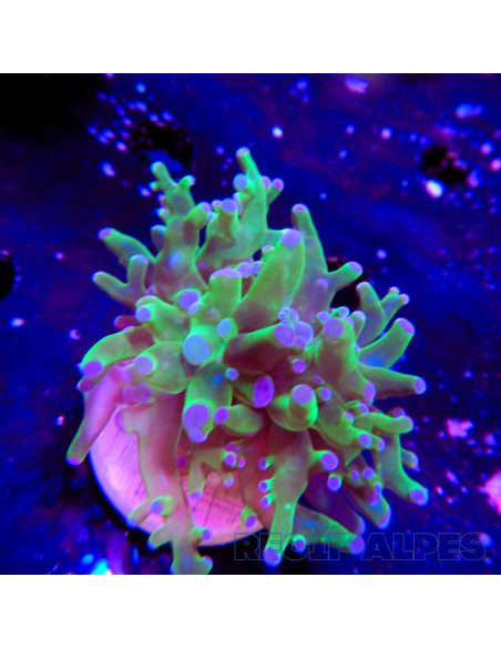 copia de copia de copia de copia de euphyllia paradivisa