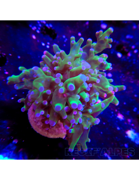 copia de copia de copia de copia de copia de euphyllia paradivisa