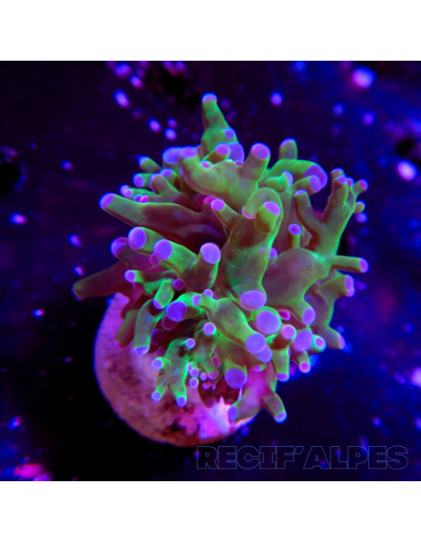 copia de copia de copia de copia de copia de copia de euphyllia paradivisa