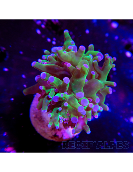copia de copia de copia de copia de copia de copia de euphyllia paradivisa