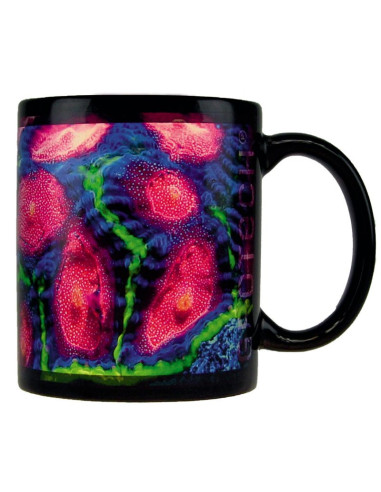 copia de copia de copia de Tasses GroTech Acropora