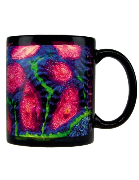 copia de copia de copia de Tasses GroTech Acropora