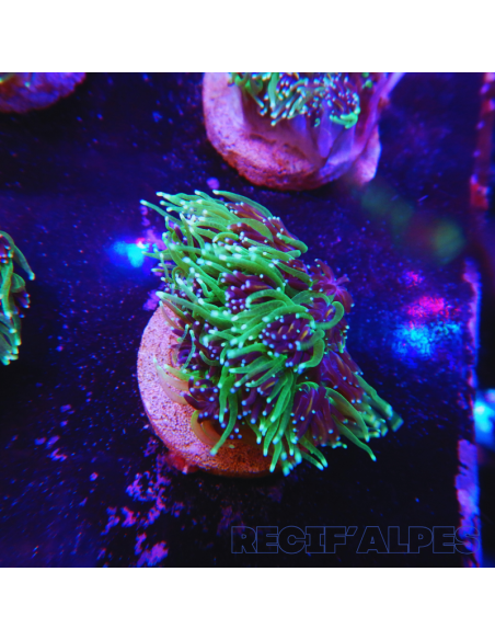 GALAXEA SP