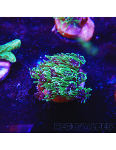 copia de GALAXEA SP