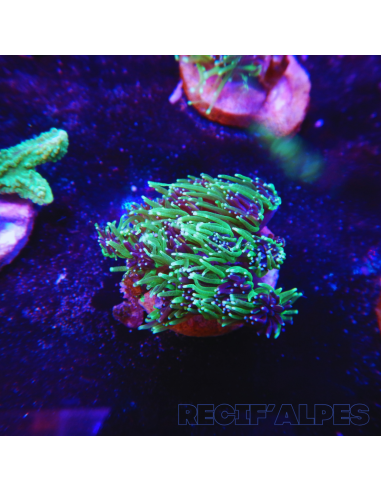 copia de GALAXEA SP
