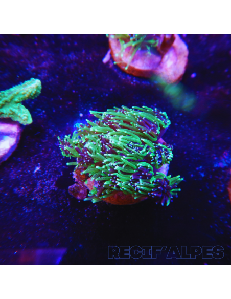 copia de GALAXEA SP