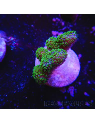 copia de STYLOPHORA PISTILLATA GREEN POLYP