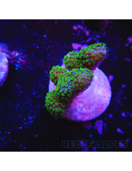 copia de STYLOPHORA PISTILLATA GREEN POLYP