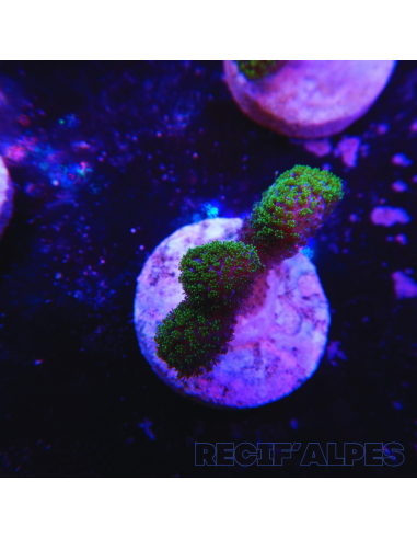 copia de copia de STYLOPHORA PISTILLATA GREEN POLYP