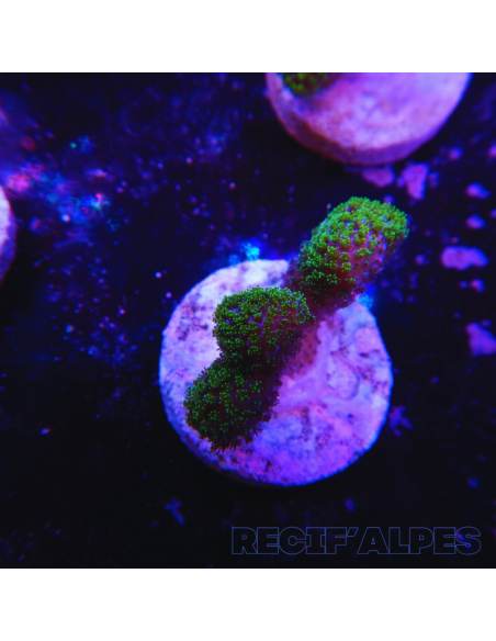 copia de copia de STYLOPHORA PISTILLATA GREEN POLYP