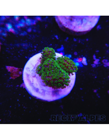 copia de copia de copia de STYLOPHORA PISTILLATA GREEN POLYP