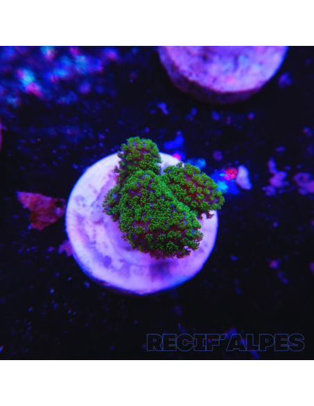copia de copia de copia de STYLOPHORA PISTILLATA GREEN POLYP