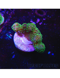 copia de copia de copia de copia de STYLOPHORA PISTILLATA GREEN POLYP