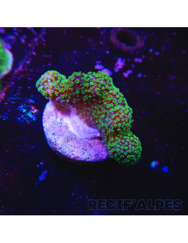 copia de copia de copia de copia de STYLOPHORA PISTILLATA GREEN POLYP