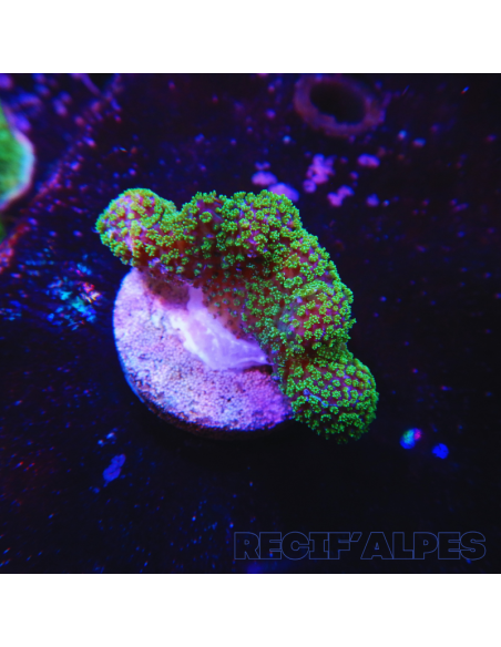 copia de copia de copia de copia de STYLOPHORA PISTILLATA GREEN POLYP