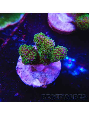 copia de copia de copia de copia de copia de STYLOPHORA PISTILLATA GREEN POLYP