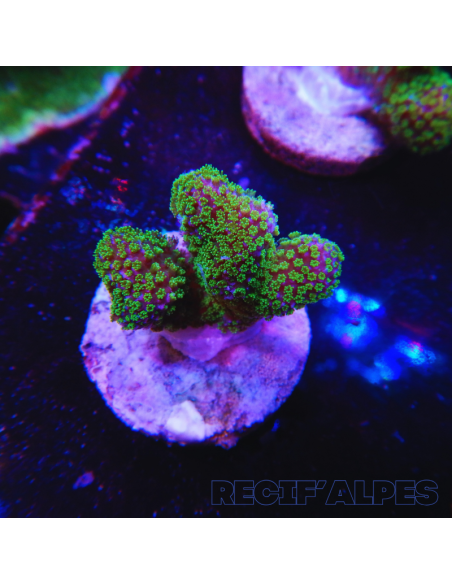 copia de copia de copia de copia de copia de STYLOPHORA PISTILLATA GREEN POLYP