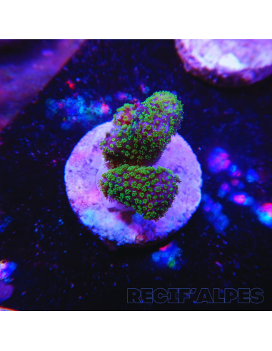 copia de copia de copia de copia de copia de copia de STYLOPHORA PISTILLATA GREEN POLYP