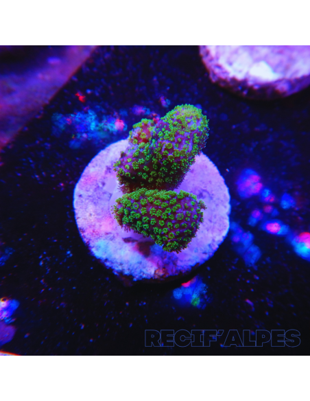 copia de copia de copia de copia de copia de copia de STYLOPHORA PISTILLATA GREEN POLYP