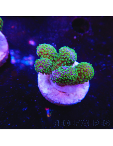 copia de copia de copia de copia de copia de copia de copia de STYLOPHORA PISTILLATA GREEN POLYP