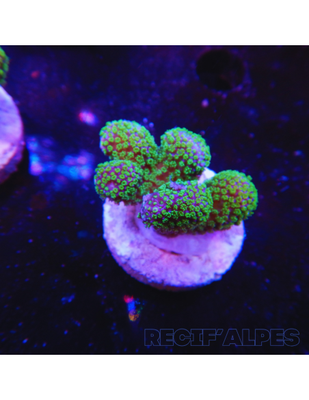 copia de copia de copia de copia de copia de copia de copia de STYLOPHORA PISTILLATA GREEN POLYP