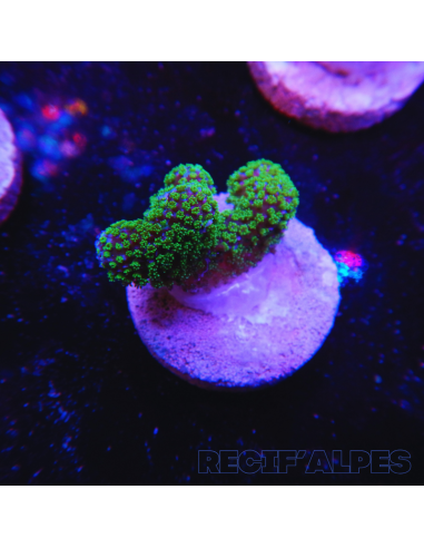 copia de copia de copia de copia de copia de copia de copia de copia de STYLOPHORA PISTILLATA GREEN POLYP