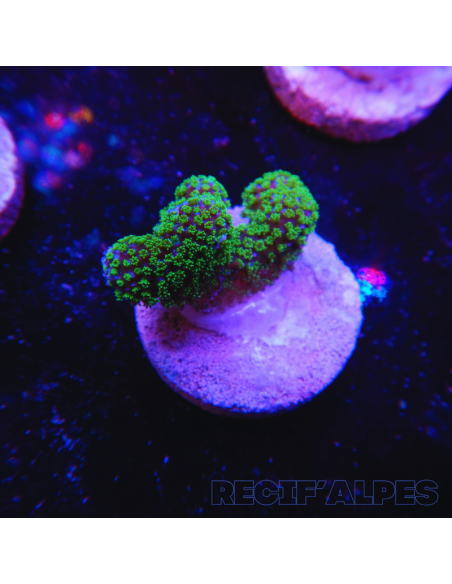 copia de copia de copia de copia de copia de copia de copia de copia de STYLOPHORA PISTILLATA GREEN POLYP