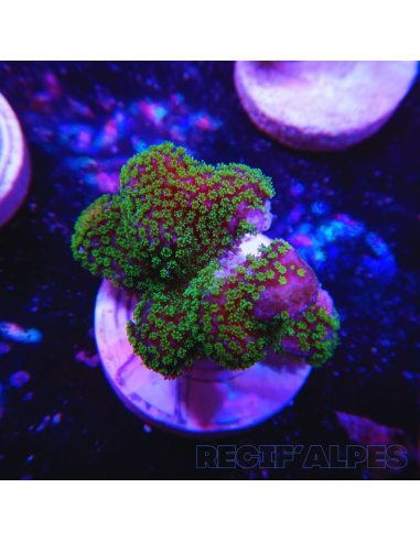 copia de copia de copia de copia de copia de copia de copia de copia de copia de STYLOPHORA PISTILLATA GREEN POLYP