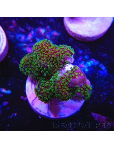 copia de copia de copia de copia de copia de copia de copia de copia de copia de STYLOPHORA PISTILLATA GREEN POLYP