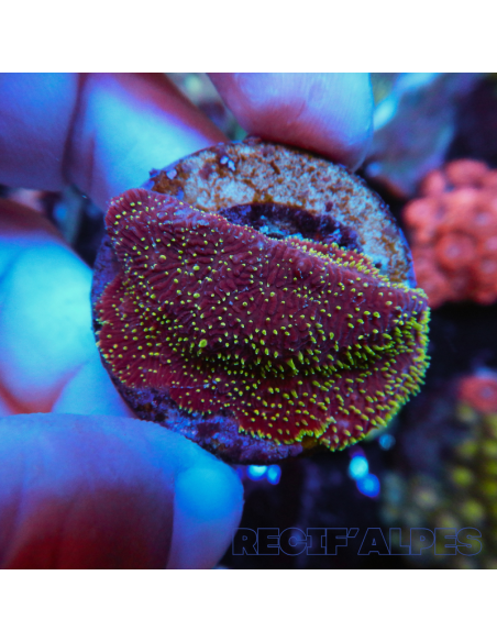copia de Pavona maldivensis Green