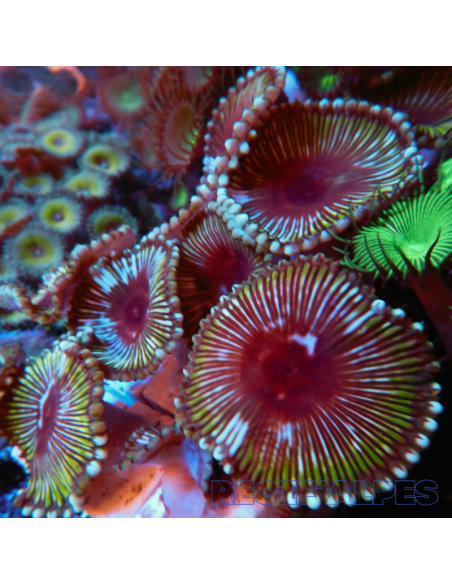 Palythoa grandis