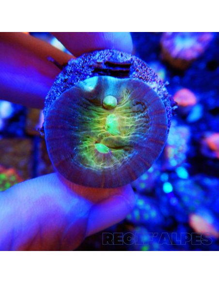 Echinophyllia SP