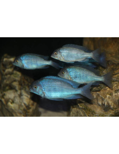 CYRTOCARA MOORII
