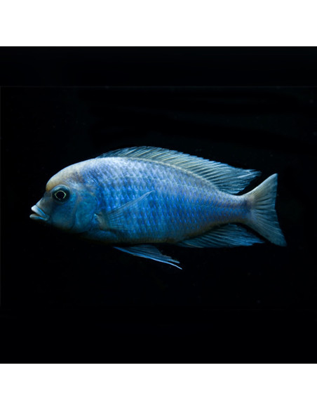 CYRTOCARA MOORII