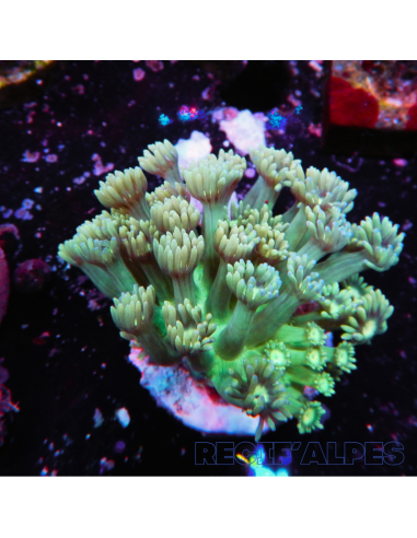 copia de copia de GONIOPORA SP RED 5/6 polypes