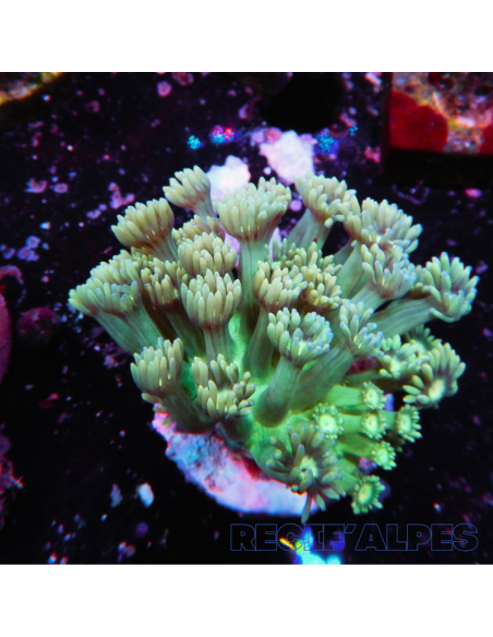 copia de copia de GONIOPORA SP RED 5/6 polypes