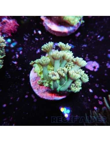 Goniopora lobata vert