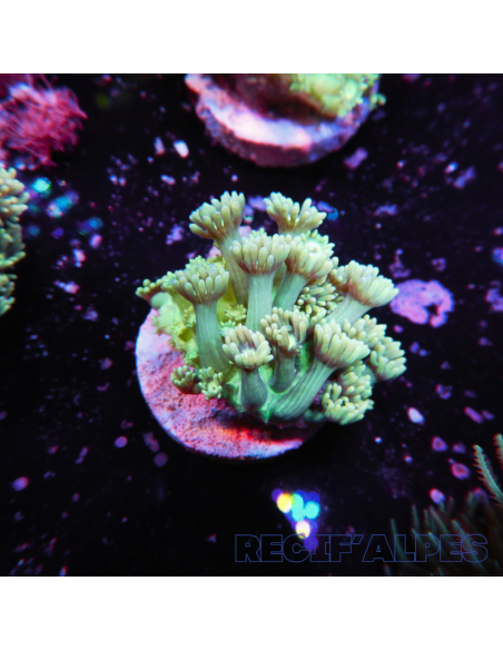 Goniopora lobata vert